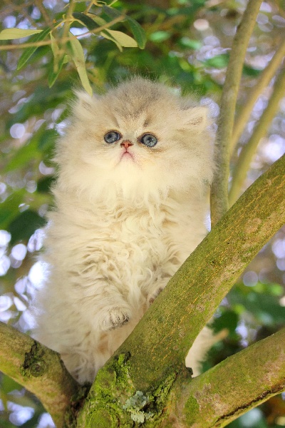 chaton Persan Du glacier des pandas