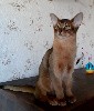 de la cornaline - Nos derniers chatons de couleur lièvre 