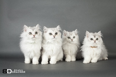 De Mamishat - ADORABLES CHATONS BRITISH LONGHAIR SILVER SHADED DISPONIBLES