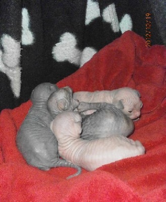 Du Pays Des Elfes - naissance le 12 octobre 2012 de 4 chatons