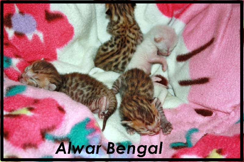 D'Alwar Bengal - Bengal - Portée née le 05/04/2013