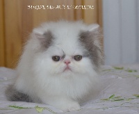Of The Happiness - Chaton disponible  - Persan