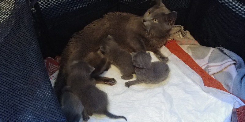 chaton Chartreux De Cibelle Bleue