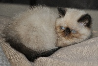 Persamour - Chaton disponible  - Exotic Shorthair