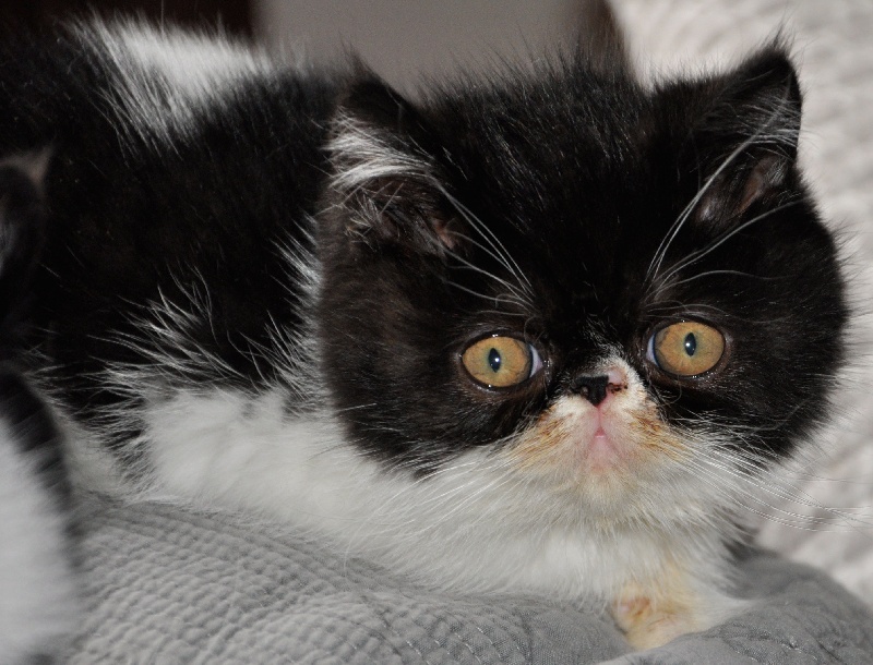 chaton Exotic Shorthair Persamour