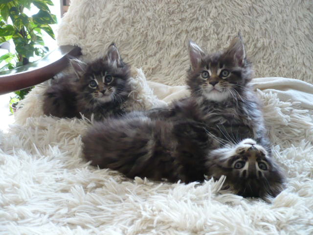 chaton Maine Coon Du Trident