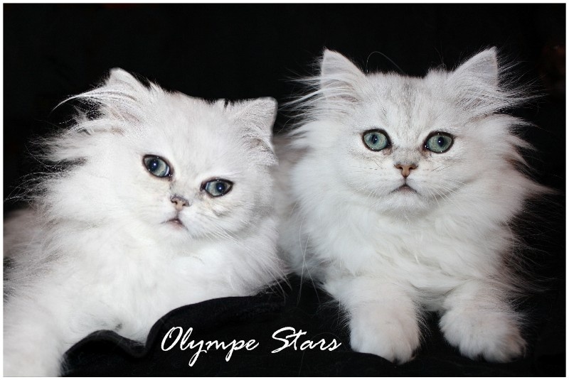 olympe stars - Persan - Portée née le 05/06/2011