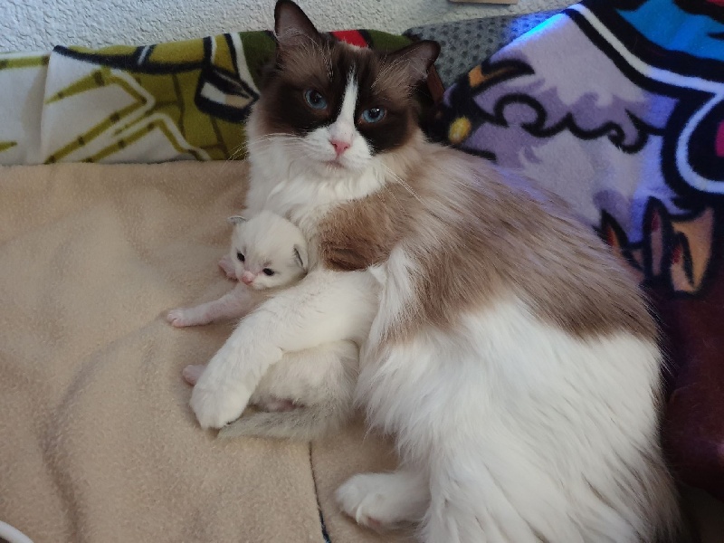 chaton Ragdoll D'Asherali