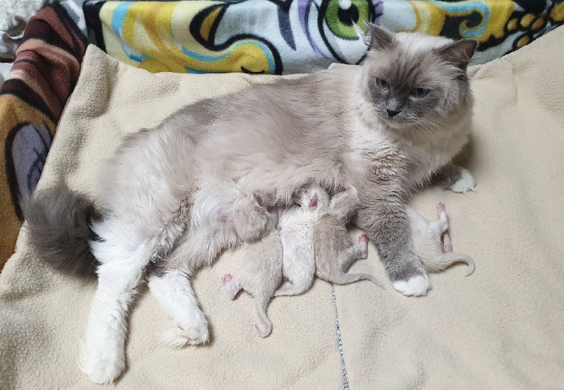 chaton Ragdoll D'Asherali