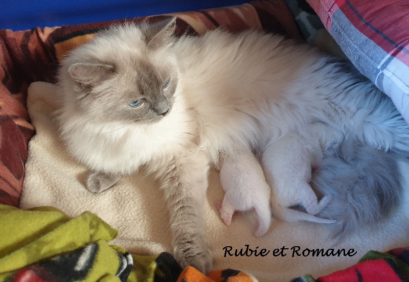 chaton Ragdoll D'Asherali