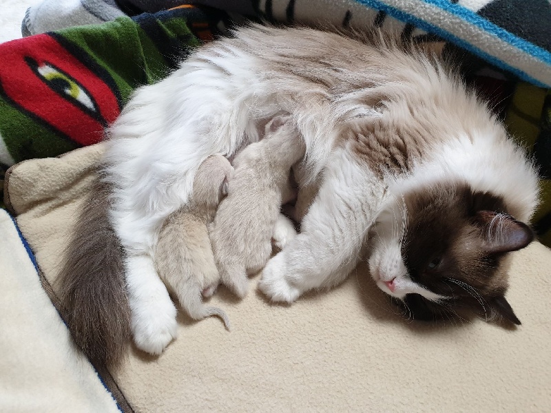 chaton Ragdoll D'Asherali