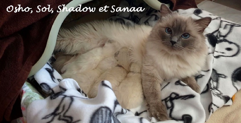 chaton Ragdoll D'Asherali