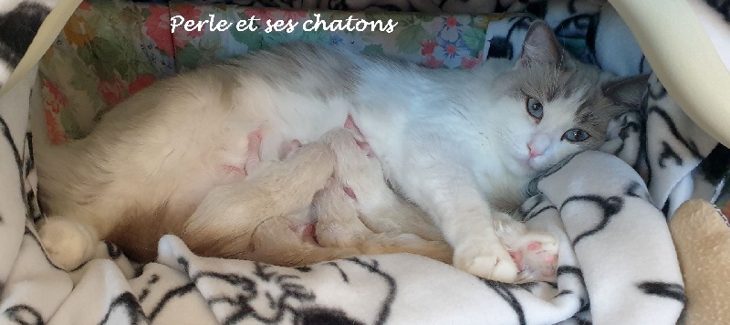 chaton Ragdoll D'Asherali