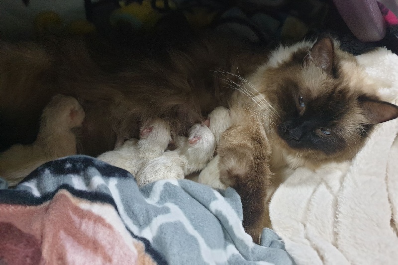 chaton Ragdoll D'Asherali