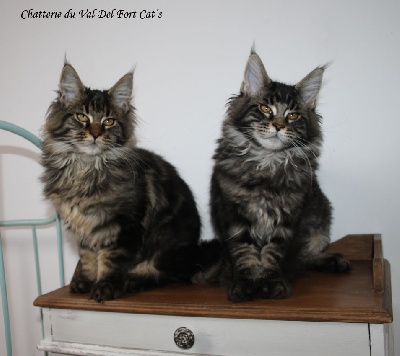 Del Val Del Fort Cat's - Deux Superbes Femelles Disponibles 