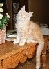 Del Val Del Fort Cat's - Un Merveilleux Bébé encore disponible