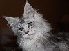 Del Val Del Fort Cat's - Une petite Coonette très Black Silver !