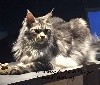 Del Val Del Fort Cat's - Des Nouvelles du Beau O'Malley