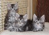 Del Val Del Fort Cat's - Des Chatons Black Silver disponibles