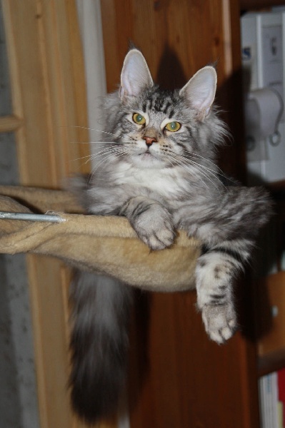 chaton Maine Coon Del Val Del Fort Cat's