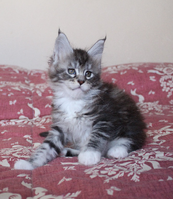 Del Val Del Fort Cat's - Chaton disponible  - Maine Coon