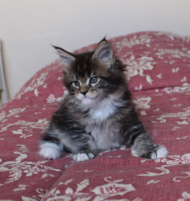 Del Val Del Fort Cat's - Chaton disponible  - Maine Coon