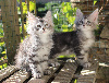 Maine Coon