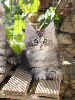 Maine Coon