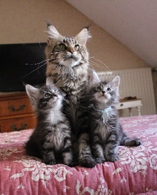 Maine Coon
