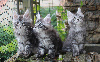 Maine Coon