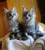 Maine Coon