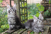 Maine Coon