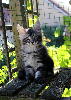 Maine Coon
