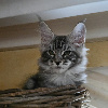 Maine Coon