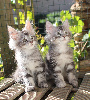 Maine Coon