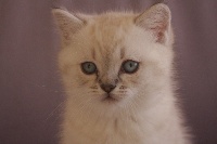 Of Dourga's Cats - Chaton disponible  - British Shorthair et Longhair