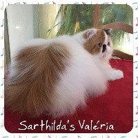 CH. sarthilda’s Valeria