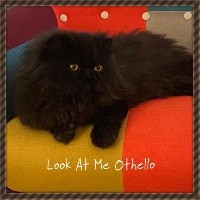 CH. look at me Othello