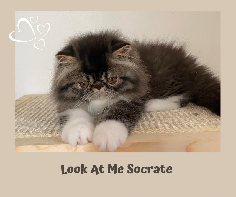 Look At Me Socrate