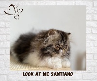 look at me - Chaton disponible  - Persan