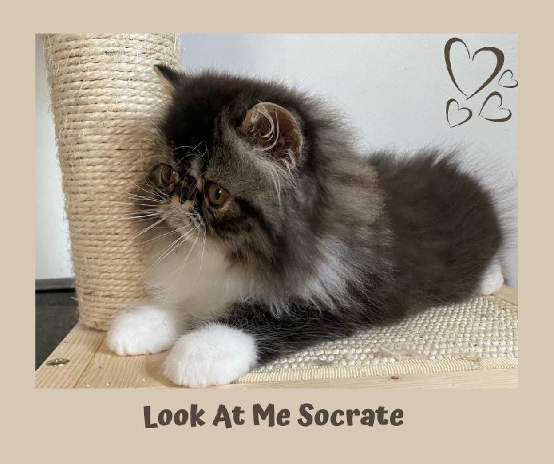 Look At Me Socrate