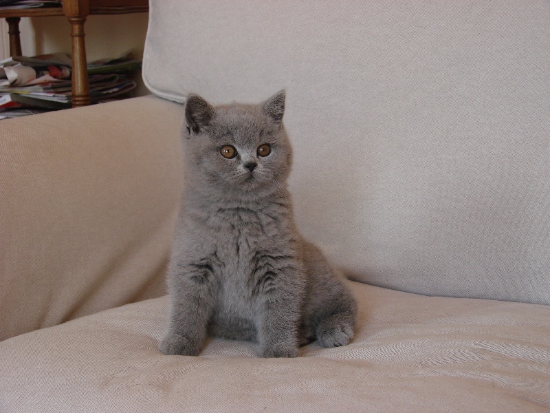 des mirificats - Chaton disponible  - British Shorthair et Longhair