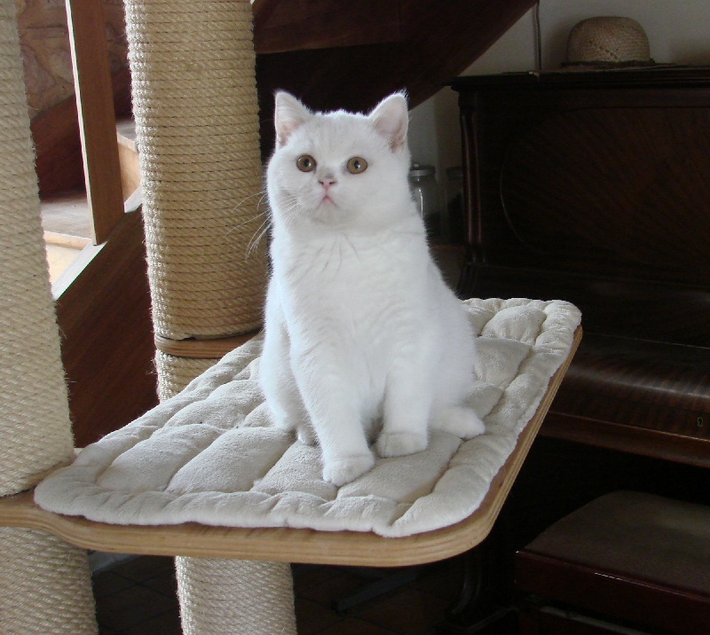 des mirificats - British Shorthair et Longhair - Portée née le 05/07/2016