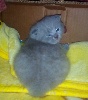 Lovely Passion - Chaton disponible a la reservation !!!!