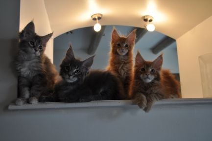 De Lilocat's - nous avons 8 magnifiques chatons 