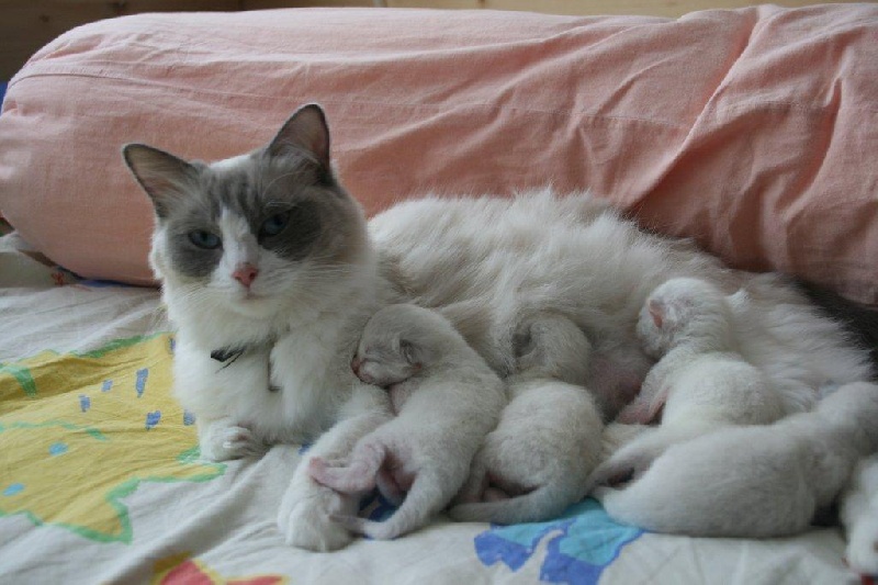 chaton Ragdoll Poupe Tsa