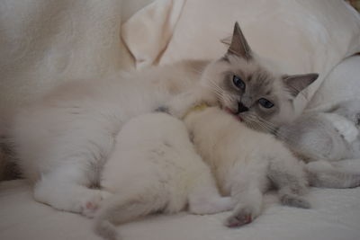 chaton Ragdoll Poupe Tsa