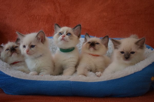 chaton Ragdoll Poupe Tsa