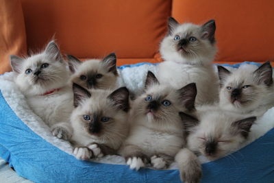 chaton Ragdoll Poupe Tsa