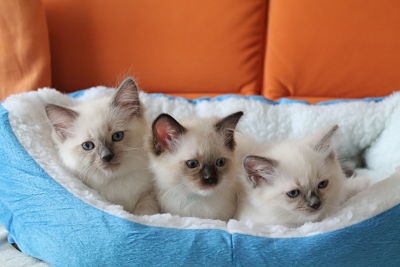 chaton Ragdoll Poupe Tsa